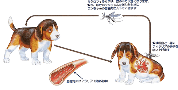 犬糸状虫症（フィラリア症）の予防について